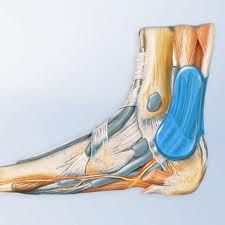 Bauerfeind AchilloTrain brace