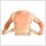 novamed ventilating back straightener posture corrector torso strap explanation